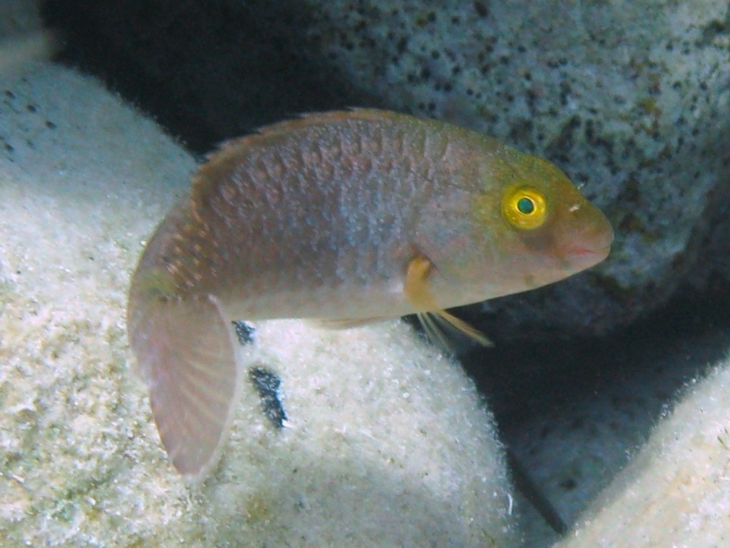 Sparisoma cretense (Pesce pappagallo mediterraneo)